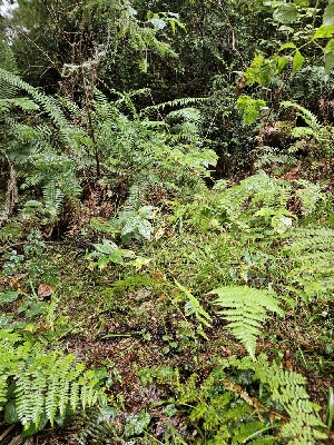  ( - HAY-F-006345)  @11 [ ] by (2023) Mandy Hackney Fungal Diversity Survey