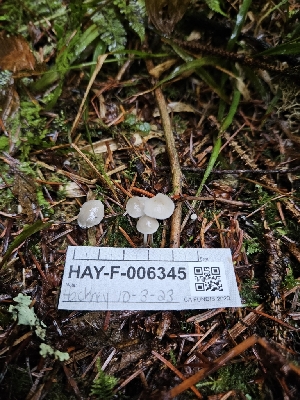 ( - HAY-F-006345)  @11 [ ] by (2023) Mandy Hackney Fungal Diversity Survey