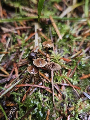  (Deconica sp. PNW05 - HAY-F-006346)  @11 [ ] by (2023) Mandy Hackney Fungal Diversity Survey