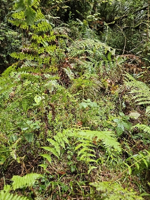  ( - HAY-F-006346)  @11 [ ] by (2023) Mandy Hackney Fungal Diversity Survey