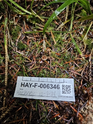  ( - HAY-F-006346)  @11 [ ] by (2023) Mandy Hackney Fungal Diversity Survey