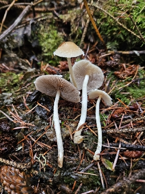  ( - HAY-F-006349)  @11 [ ] by (2023) Mandy Hackney Fungal Diversity Survey