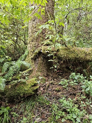 ( - HAY-F-006349)  @11 [ ] by (2023) Mandy Hackney Fungal Diversity Survey