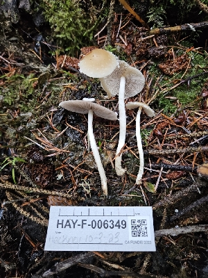  ( - HAY-F-006349)  @11 [ ] by (2023) Mandy Hackney Fungal Diversity Survey