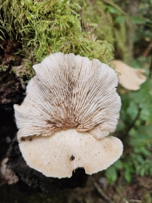  ( - HAY-F-006363)  @11 [ ] by (2023) Mandy Hackney Fungal Diversity Survey