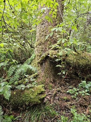  ( - HAY-F-006363)  @11 [ ] by (2023) Mandy Hackney Fungal Diversity Survey