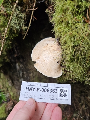  ( - HAY-F-006363)  @11 [ ] by (2023) Mandy Hackney Fungal Diversity Survey