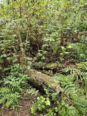  ( - HAY-F-006350)  @11 [ ] by (2023) Mandy Hackney Fungal Diversity Survey