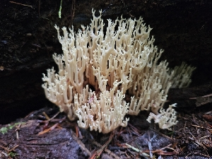  ( - HAY-F-006350)  @11 [ ] by (2023) Mandy Hackney Fungal Diversity Survey