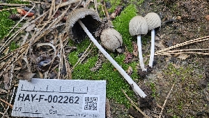  ( - HAY-F-002262)  @11 [ ] by-nc (2023) Thea Chesney Fungal Diversity Survey