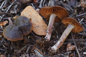  ( - HAY-F-004908)  @11 [ ] by-nc (2023) Warren Cardimona Fungal Diversity Survey