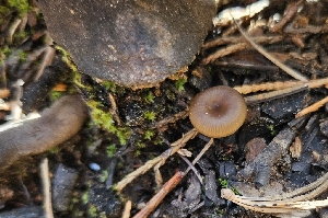  ( - HAY-F-002263)  @11 [ ] by-nc (2023) Thea Chesney Fungal Diversity Survey