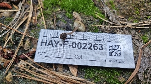  ( - HAY-F-002263)  @11 [ ] by-nc (2023) Thea Chesney Fungal Diversity Survey