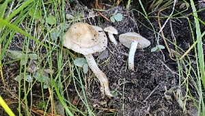  ( - HAY-F-002243)  @11 [ ] by-nc (2023) Thea Chesney Fungal Diversity Survey