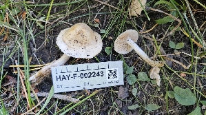  ( - HAY-F-002243)  @11 [ ] by-nc (2023) Thea Chesney Fungal Diversity Survey