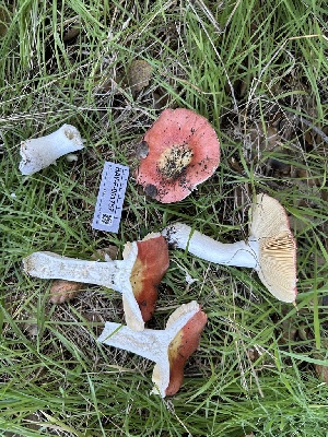  (Russula sp. CA12 - HAY-F-001757)  @11 [ ] by-nc (2023) Bat Vardeh Fungal Diversity Survey
