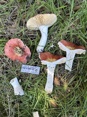  ( - HAY-F-001757)  @11 [ ] by-nc (2023) Bat Vardeh Fungal Diversity Survey