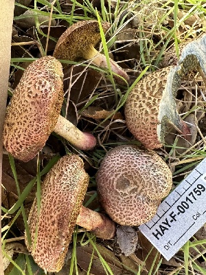  ( - HAY-F-001759)  @11 [ ] by-nc (2023) Bat Vardeh Fungal Diversity Survey