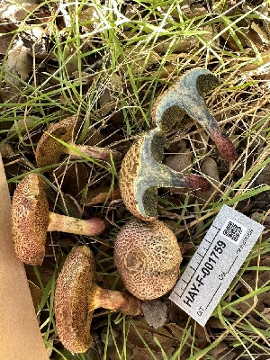  ( - HAY-F-001759)  @11 [ ] by-nc (2023) Bat Vardeh Fungal Diversity Survey
