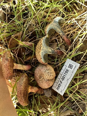  ( - HAY-F-001759)  @11 [ ] by-nc (2023) Bat Vardeh Fungal Diversity Survey