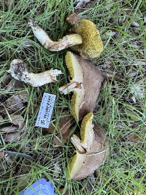  (Xerocomus - HAY-F-001744)  @11 [ ] by-nc (2023) Bat Vardeh Fungal Diversity Survey