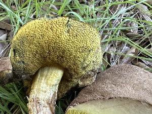  ( - HAY-F-001744)  @11 [ ] by-nc (2023) Bat Vardeh Fungal Diversity Survey