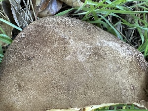  ( - HAY-F-001744)  @11 [ ] by-nc (2023) Bat Vardeh Fungal Diversity Survey