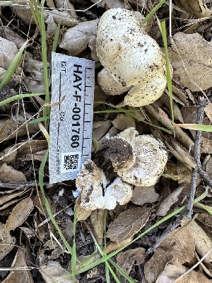  (Russula albidula - HAY-F-001760)  @11 [ ] by-nc (2023) Bat Vardeh Fungal Diversity Survey