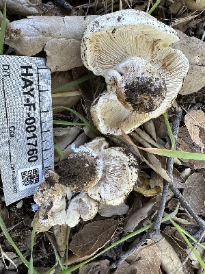  ( - HAY-F-001760)  @11 [ ] by-nc (2023) Bat Vardeh Fungal Diversity Survey