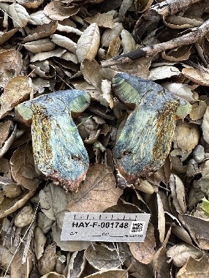  (Suillellus sp. amygdalinus-CA01 - HAY-F-001748)  @11 [ ] by-nc (2023) Bat Vardeh Fungal Diversity Survey