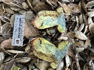  ( - HAY-F-001748)  @11 [ ] by-nc (2023) Bat Vardeh Fungal Diversity Survey