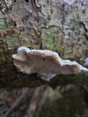  ( - HAY-F-006360)  @11 [ ] by (2023) Mandy Hackney Fungal Diversity Survey