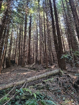  ( - HAY-F-006360)  @11 [ ] by (2023) Mandy Hackney Fungal Diversity Survey