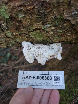  ( - HAY-F-006360)  @11 [ ] by (2023) Mandy Hackney Fungal Diversity Survey