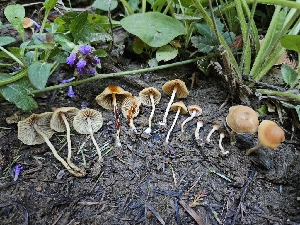  ( - HAY-F-006353)  @11 [ ] by (2023) Mandy Hackney Fungal Diversity Survey