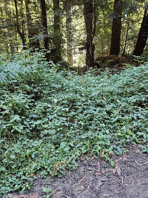  ( - HAY-F-006353)  @11 [ ] by (2023) Mandy Hackney Fungal Diversity Survey