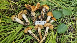  ( - HAY-F-002251)  @11 [ ] by-nc (2023) Thea Chesney Fungal Diversity Survey