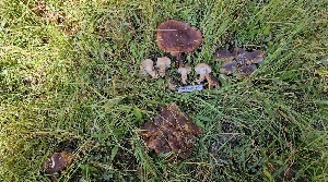  ( - HAY-F-002253)  @11 [ ] by-nc (2023) Thea Chesney Fungal Diversity Survey