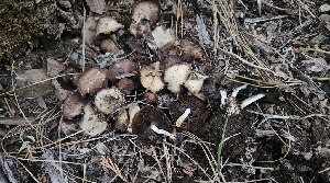  ( - HAY-F-002267)  @11 [ ] by-nc (2023) Thea Chesney Fungal Diversity Survey