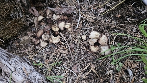  ( - HAY-F-002267)  @11 [ ] by-nc (2023) Thea Chesney Fungal Diversity Survey