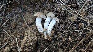  (Entoloma sp. lividoalbum-PNW02 - HAY-F-002228)  @11 [ ] by-nc (2023) Thea Chesney Fungal Diversity Survey