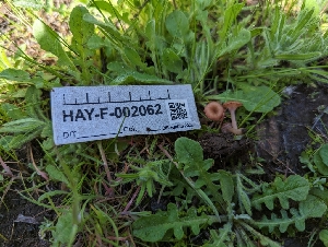  ( - HAY-F-002062)  @11 [ ] by-nc (2023) Stu Pickell Fungal Diversity Survey