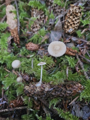 ( - HAY-F-006357)  @11 [ ] by (2023) Mandy Hackney Fungal Diversity Survey