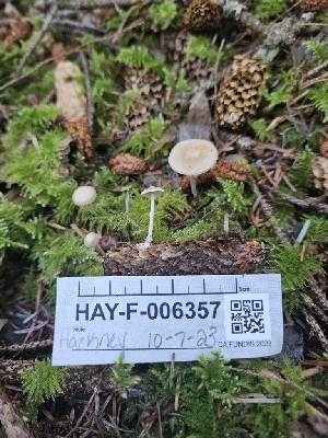  ( - HAY-F-006357)  @11 [ ] by (2023) Mandy Hackney Fungal Diversity Survey