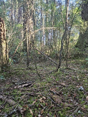  ( - HAY-F-006357)  @11 [ ] by (2023) Mandy Hackney Fungal Diversity Survey