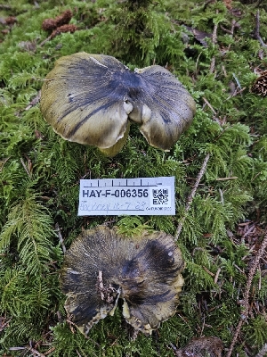  ( - HAY-F-006356)  @11 [ ] by (2023) Mandy Hackney Fungal Diversity Survey