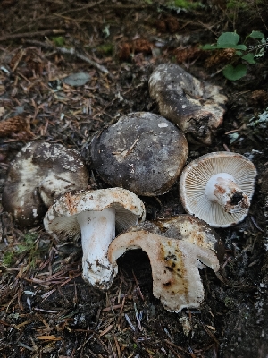  (Russula sp. nigricans-CA01 - HAY-F-006355)  @11 [ ] by (2023) Mandy Hackney Fungal Diversity Survey
