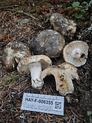  ( - HAY-F-006355)  @11 [ ] by (2023) Mandy Hackney Fungal Diversity Survey