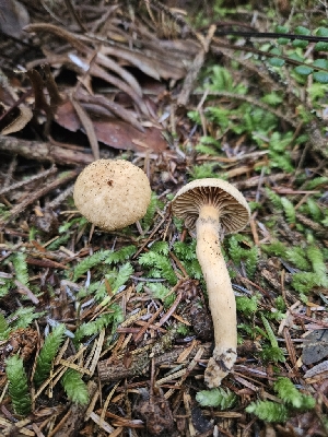  ( - HAY-F-006225)  @11 [ ] by (2023) Mandy Hackney Fungal Diversity Survey