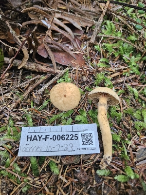  ( - HAY-F-006225)  @11 [ ] by (2023) Mandy Hackney Fungal Diversity Survey